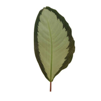 2x Calathea 'Argentea' grau-grün - Büropflanzen