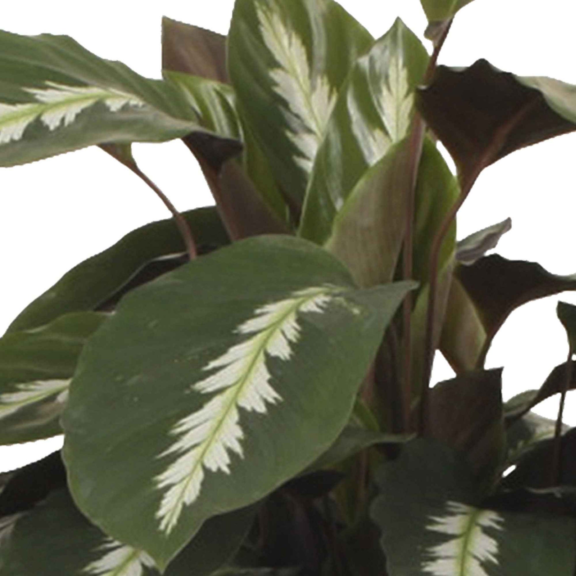 2x Calathea 'Maui Queen' - Alle Pflanzen mit Topf