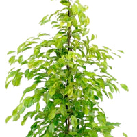Birkenfeige Ficus benjamina 'Reginald' - Grüne Zimmerpflanzen
