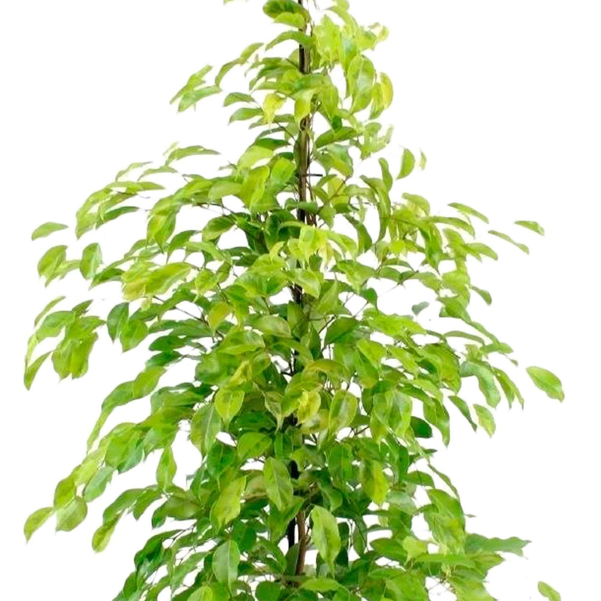 Birkenfeige Ficus benjamina 'Reginald' - Grüne Zimmerpflanzen