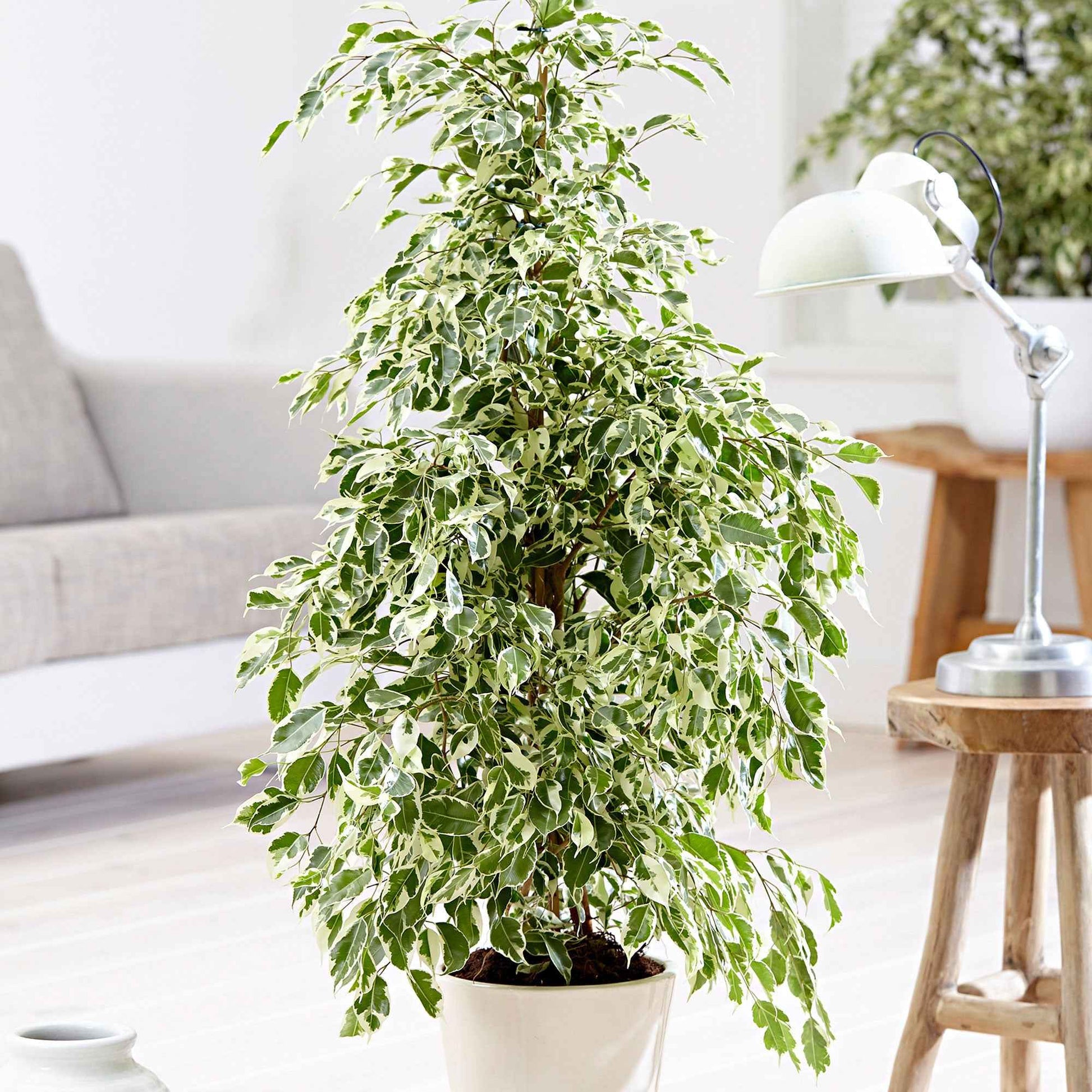 Birkenfeige Ficus benjamina 'Twilight' - Beliebte grüne Zimmerpflanzen