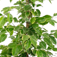Birkenfeige Ficus benjamina 'Golden King' - Grüne Zimmerpflanzen