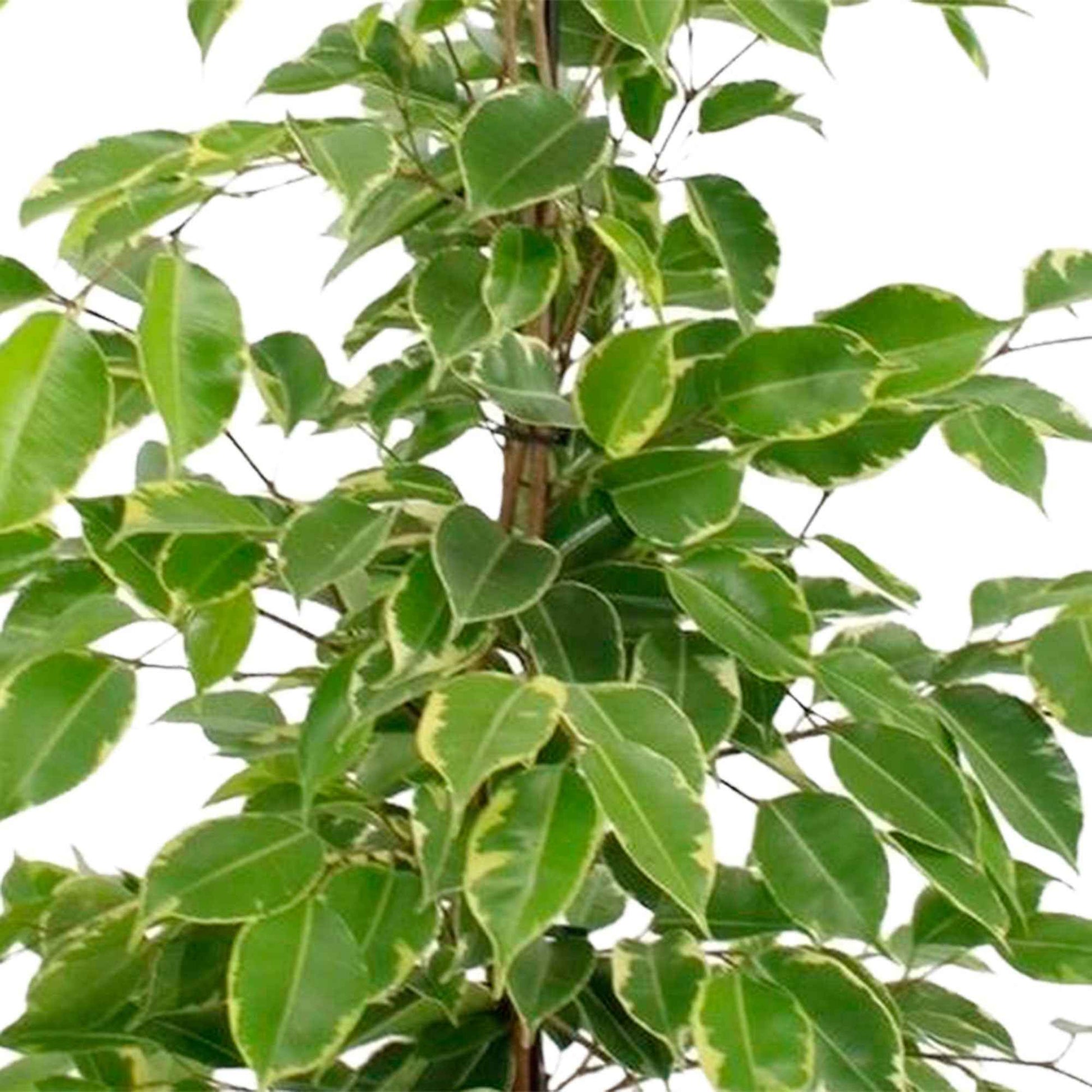 Birkenfeige Ficus benjamina 'Golden King' - Nach Trends