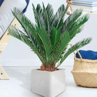 Palmfarne Cycas revoluta - Grüne Zimmerpflanzen