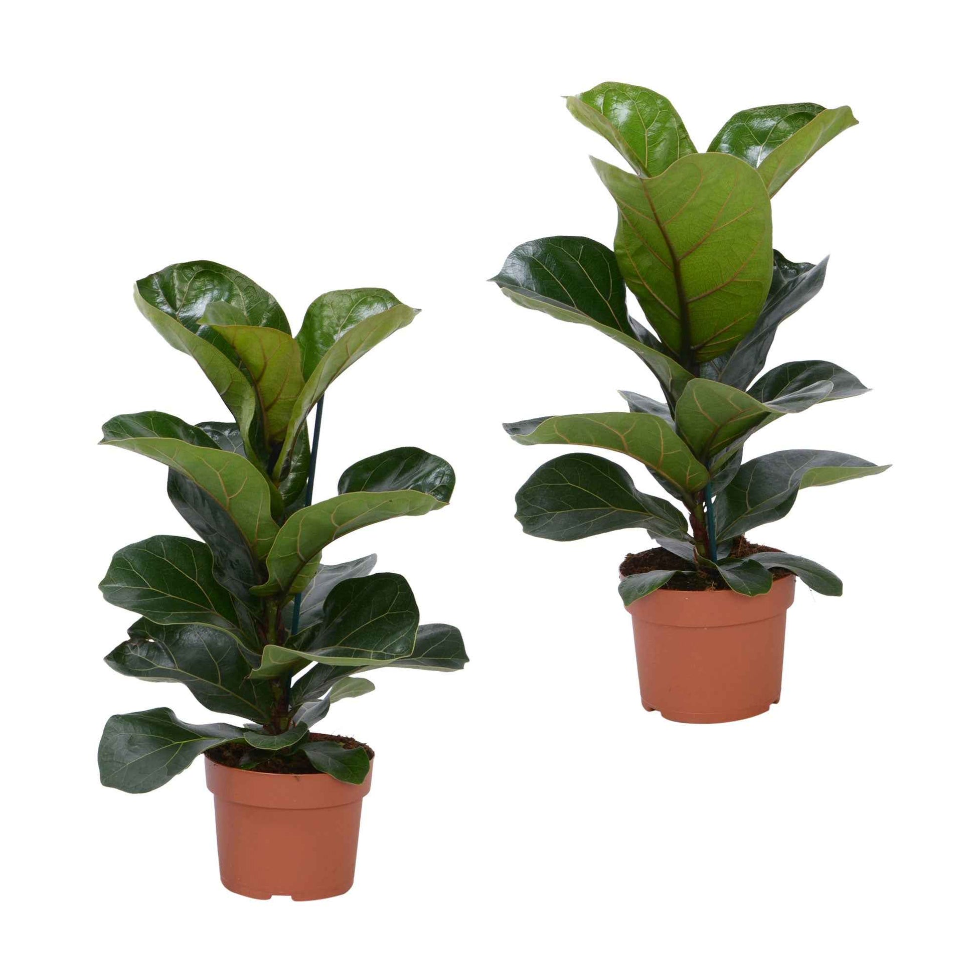 2x Geigenfeige Ficus lyrata 'Bambino' - Grüne Zimmerpflanzen