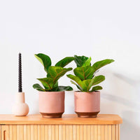2x Geigenfeige Ficus lyrata 'Bambino' - Beliebte grüne Zimmerpflanzen