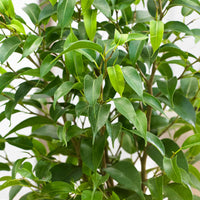 2x Birkenfeige Ficus benjamina 'Natasja' - Grüne Zimmerpflanzen