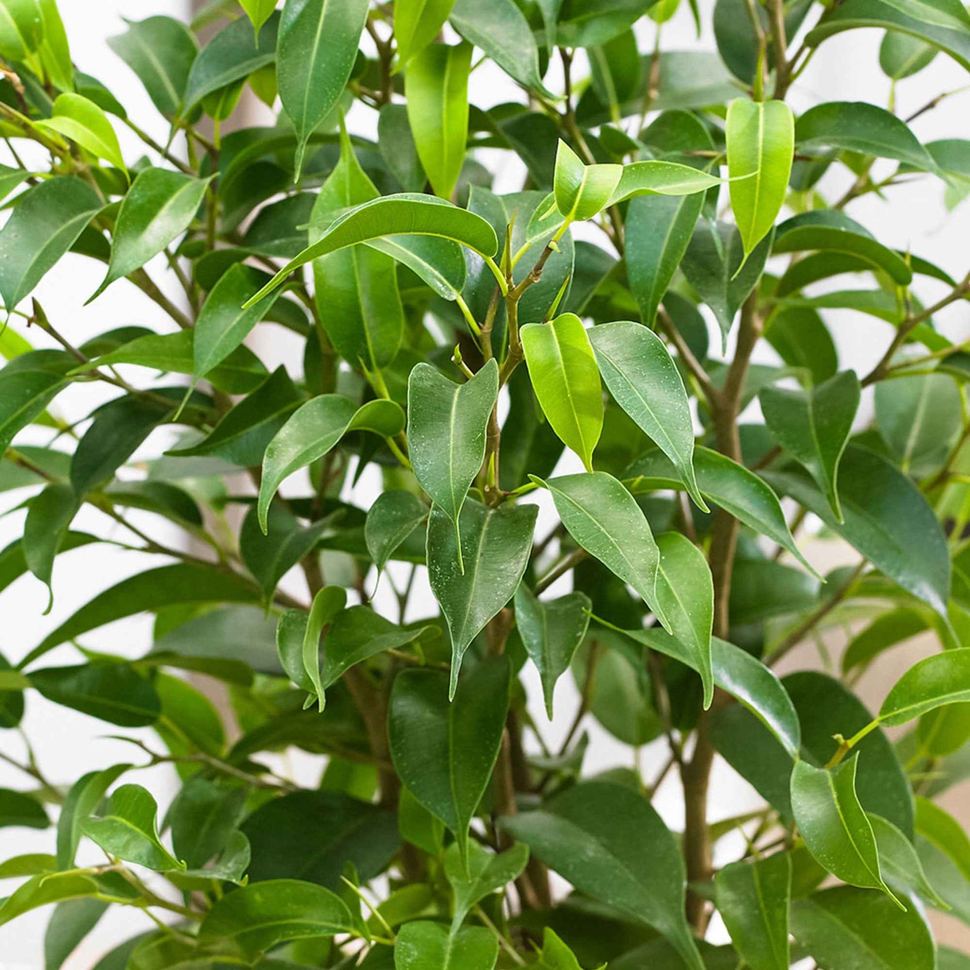 2x Birkenfeige Ficus benjamina 'Natasja' - Grüne Zimmerpflanzen
