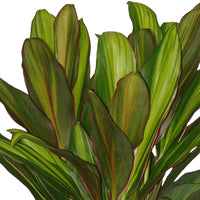 Glückspflanze Cordyline 'Kiwi' - Grüne Zimmerpflanzen