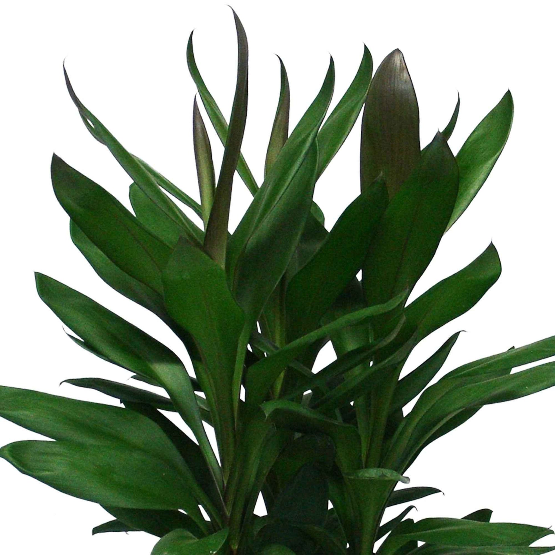 Glückspflanze Cordyline 'Glauca' - Grüne Zimmerpflanzen