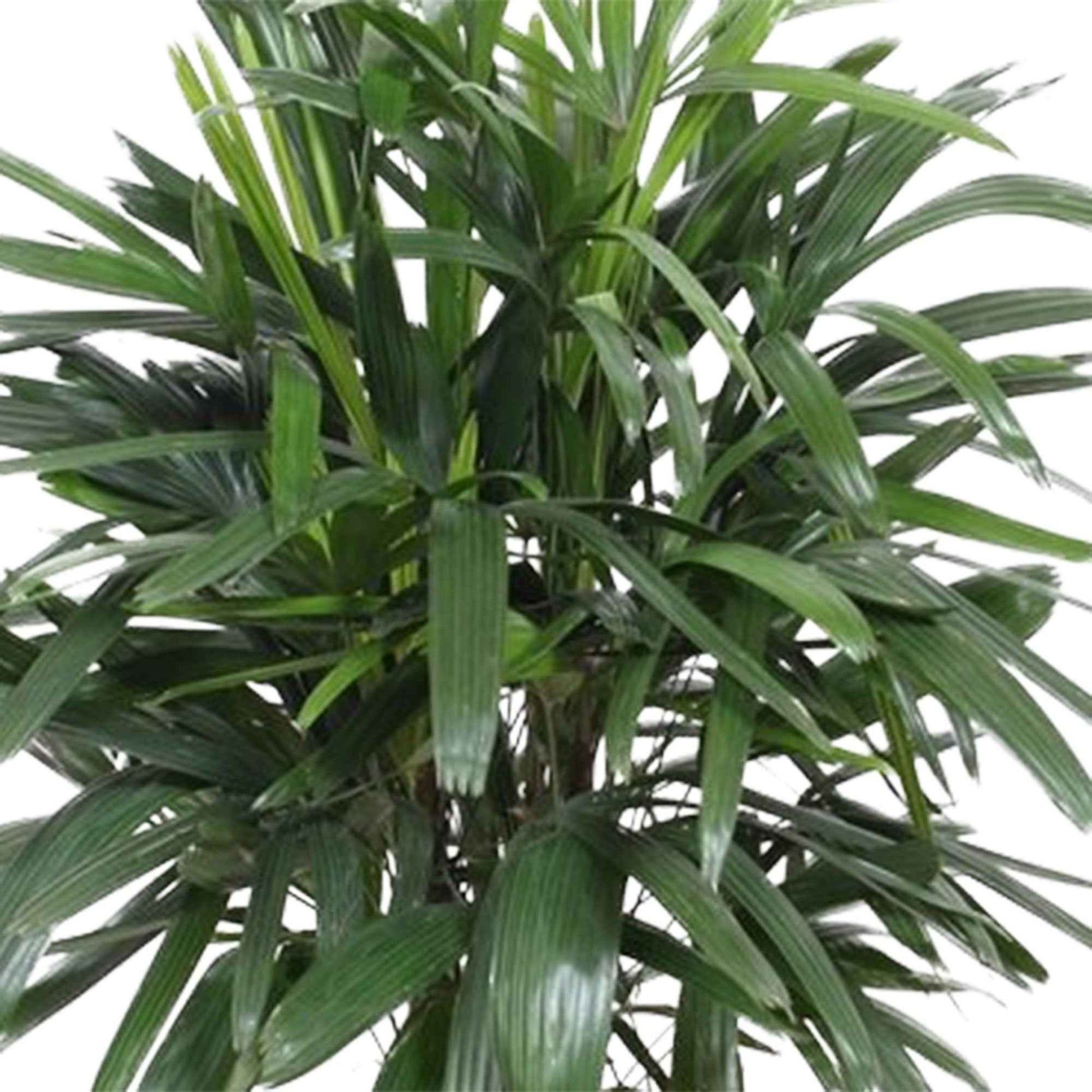 Bambuspalme Rhapis excelsa - Büropflanzen