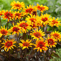 3x Sonnenauge 'Burning Hearts' orange-gelb - Wurzelnackte Pflanzen - Winterhart - Alle Gartenstauden