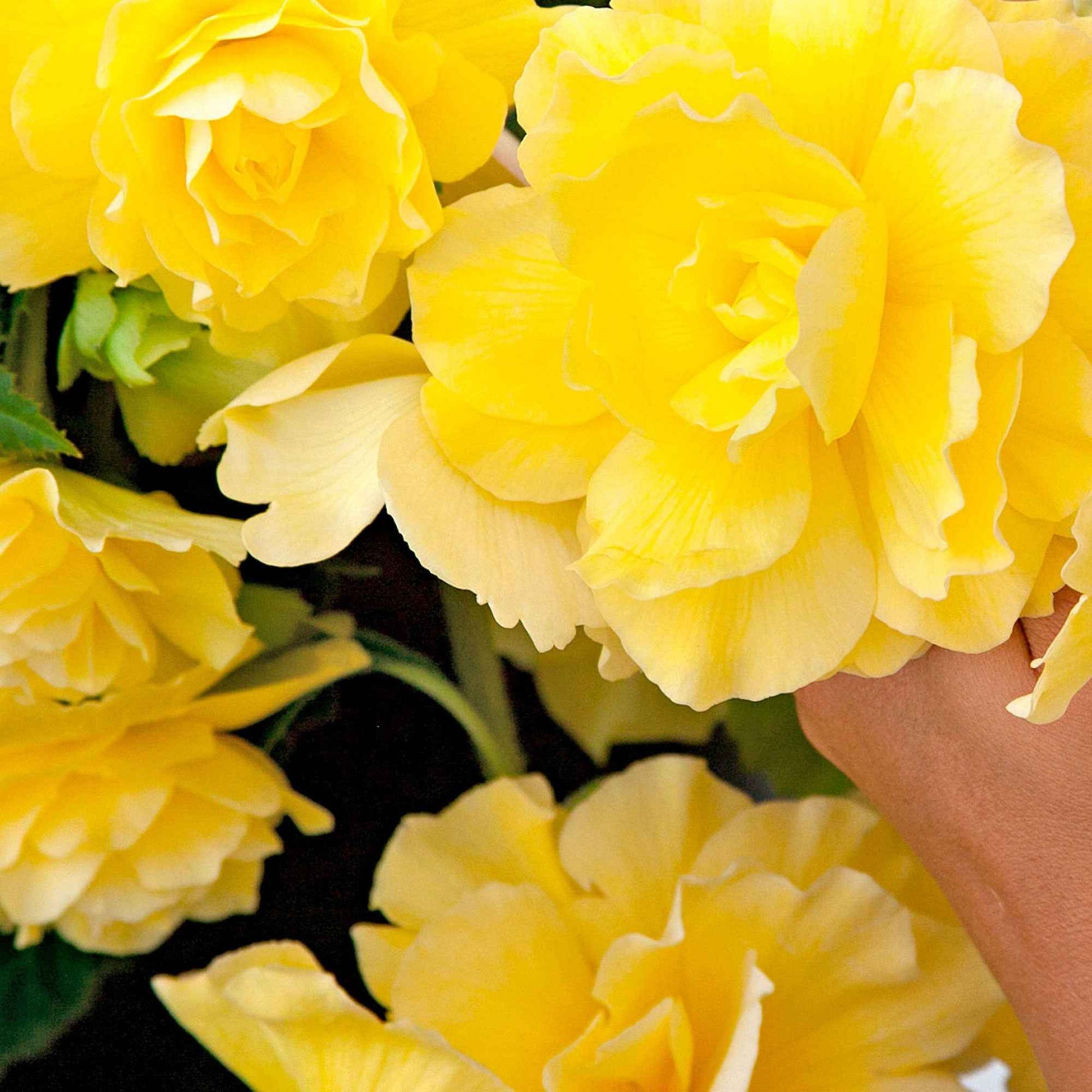 5x Begonie  'Yellow Flame' Gelb - Alle Blumenzwiebeln