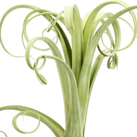 Bromelie Tillandsia 'Curly Slim' - Blühende Zimmerpflanzen