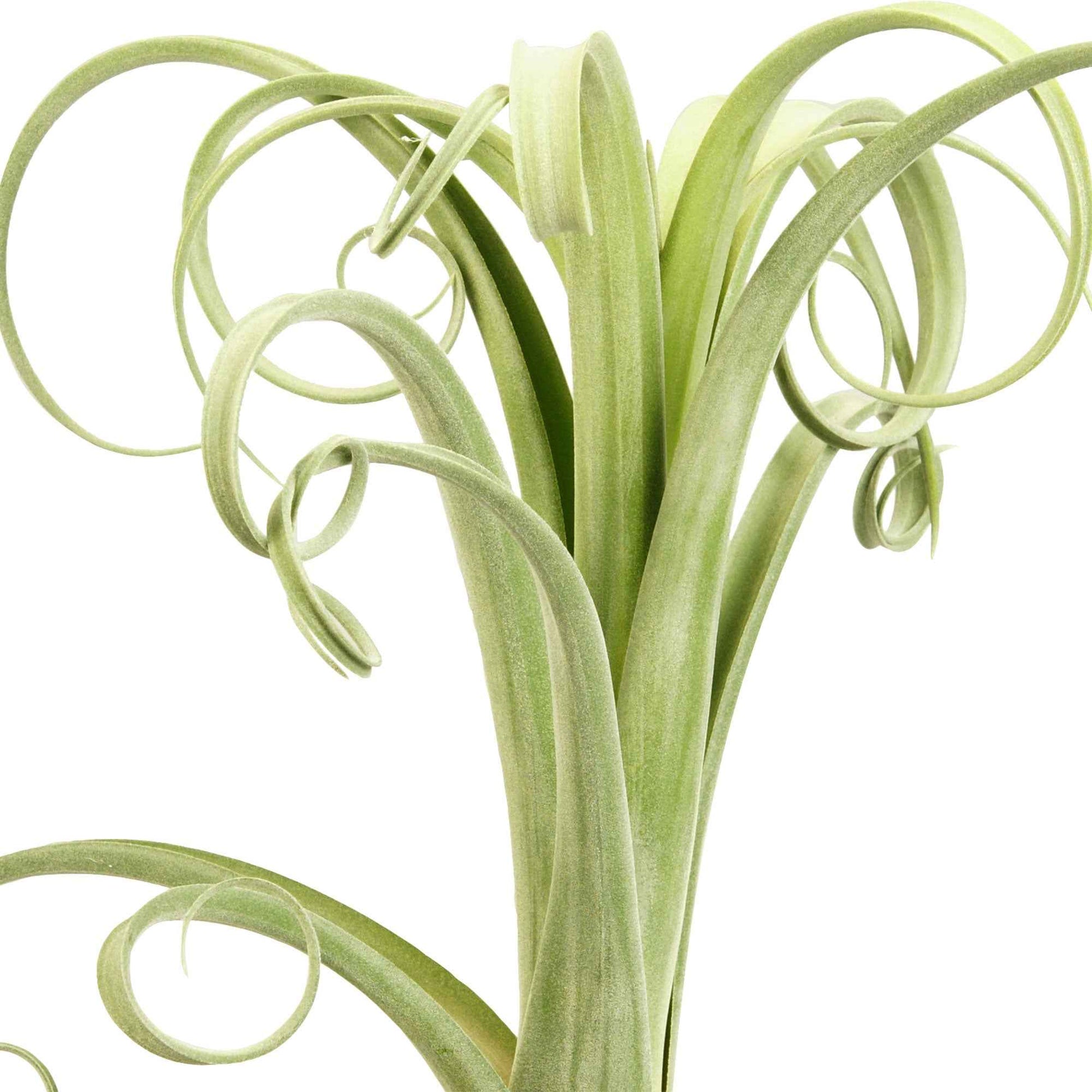 Bromelie Tillandsia 'Curly Slim' inkl. Dekotopf - Blühende Zimmerpflanzen