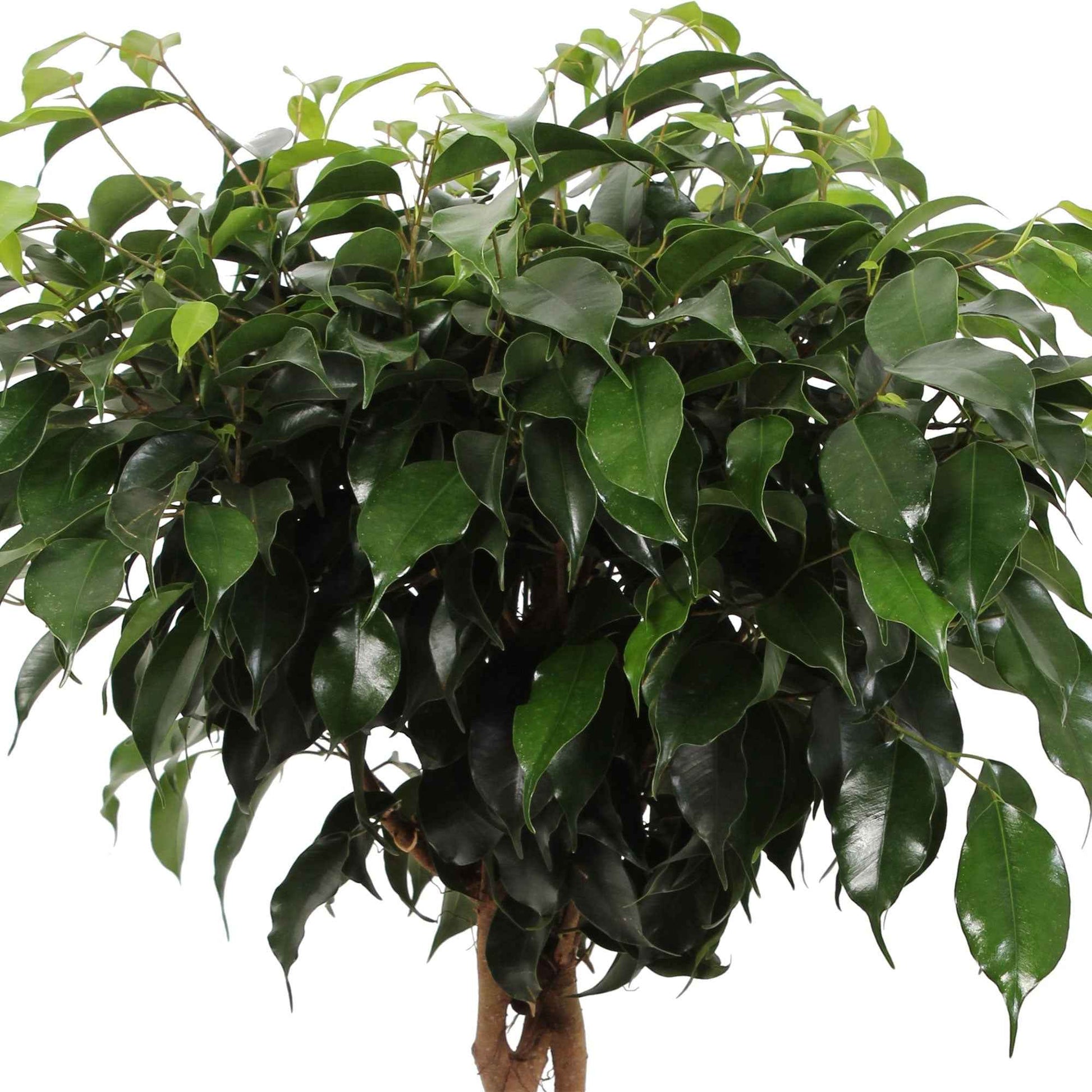 Birkenfeige Ficus benjamina 'Daniëlle' - geflochtener Stamm - Große Zimmerpflanzen