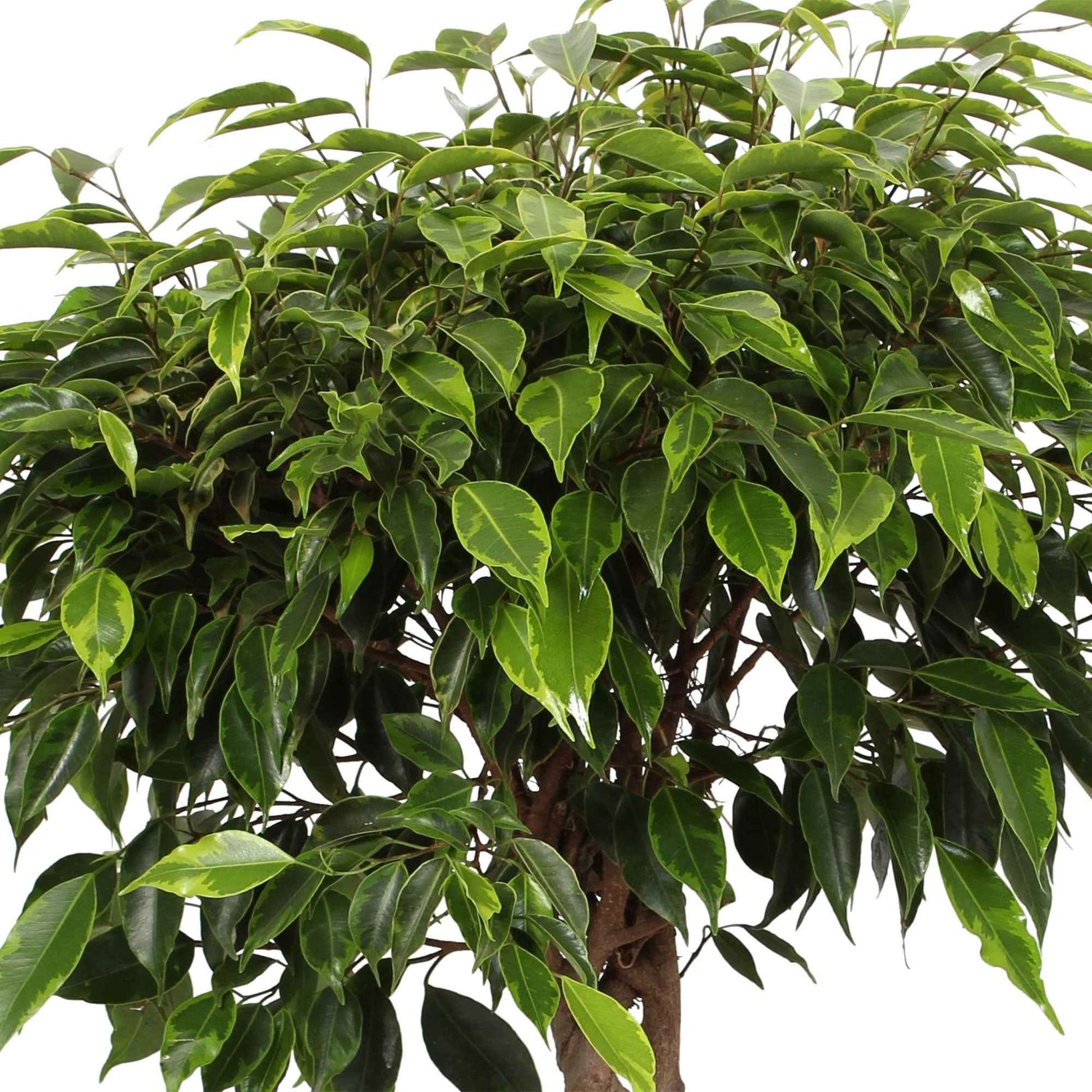 Birkenfeige Ficus benjamina 'Anastasia' - geflochtenen Stamm - Grüne Zimmerpflanzen
