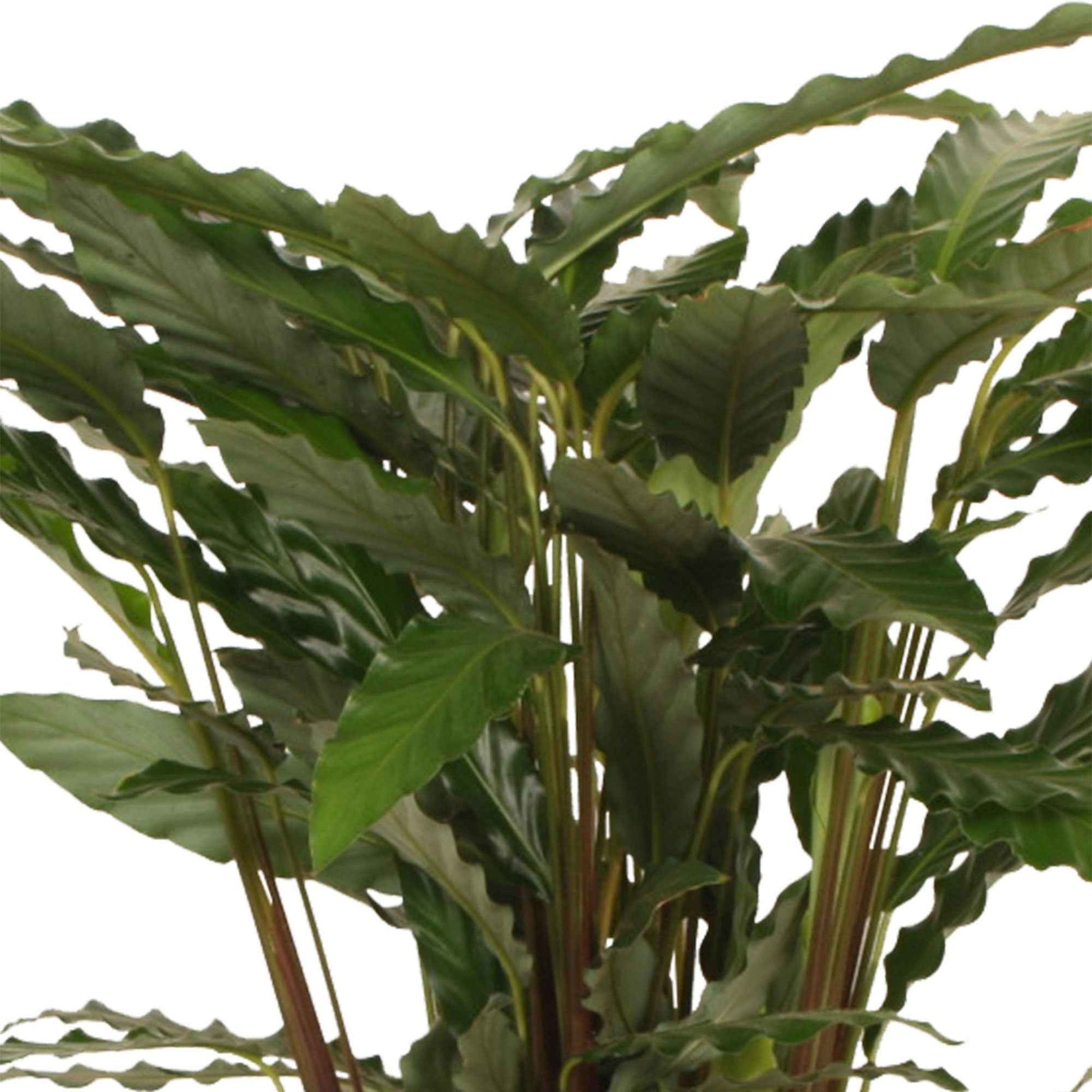 Calathea 'Tropistar' - Büropflanzen