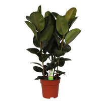 Gummibaum Ficus elastica 'Robusta' auf einem Stamm - Große Zimmerpflanzen
