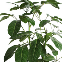 Fingerbaum Schefflera 'Amate' - Große Zimmerpflanzen