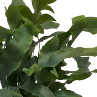 Blaufarn Phlebodium 'Blue Star' inkl. Ziertopf aus Keramik - Beliebte grüne Zimmerpflanzen