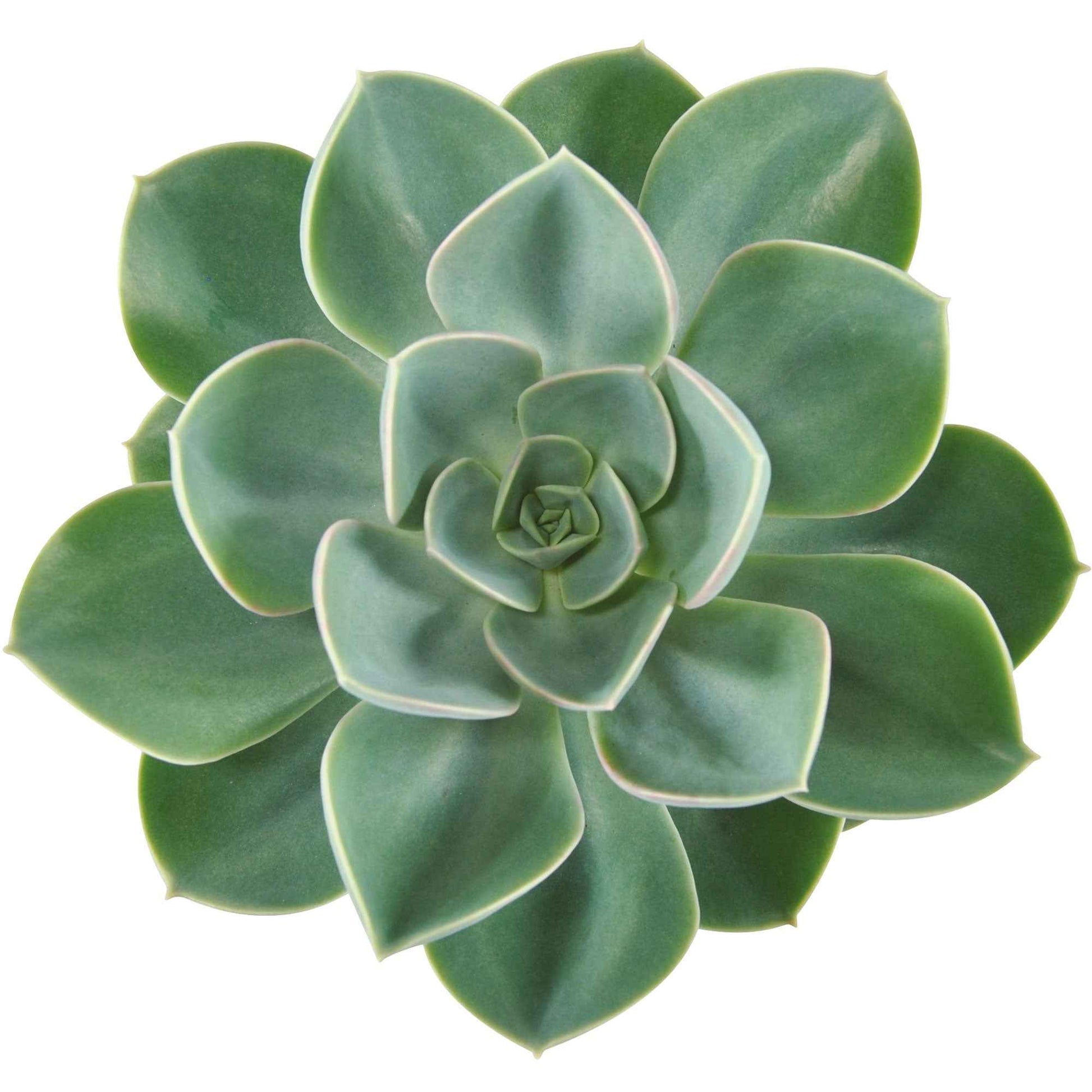 3x Sukkulente Echeveria 'Green Pearl' - Alle pflegeleichten Zimmerpflanzen