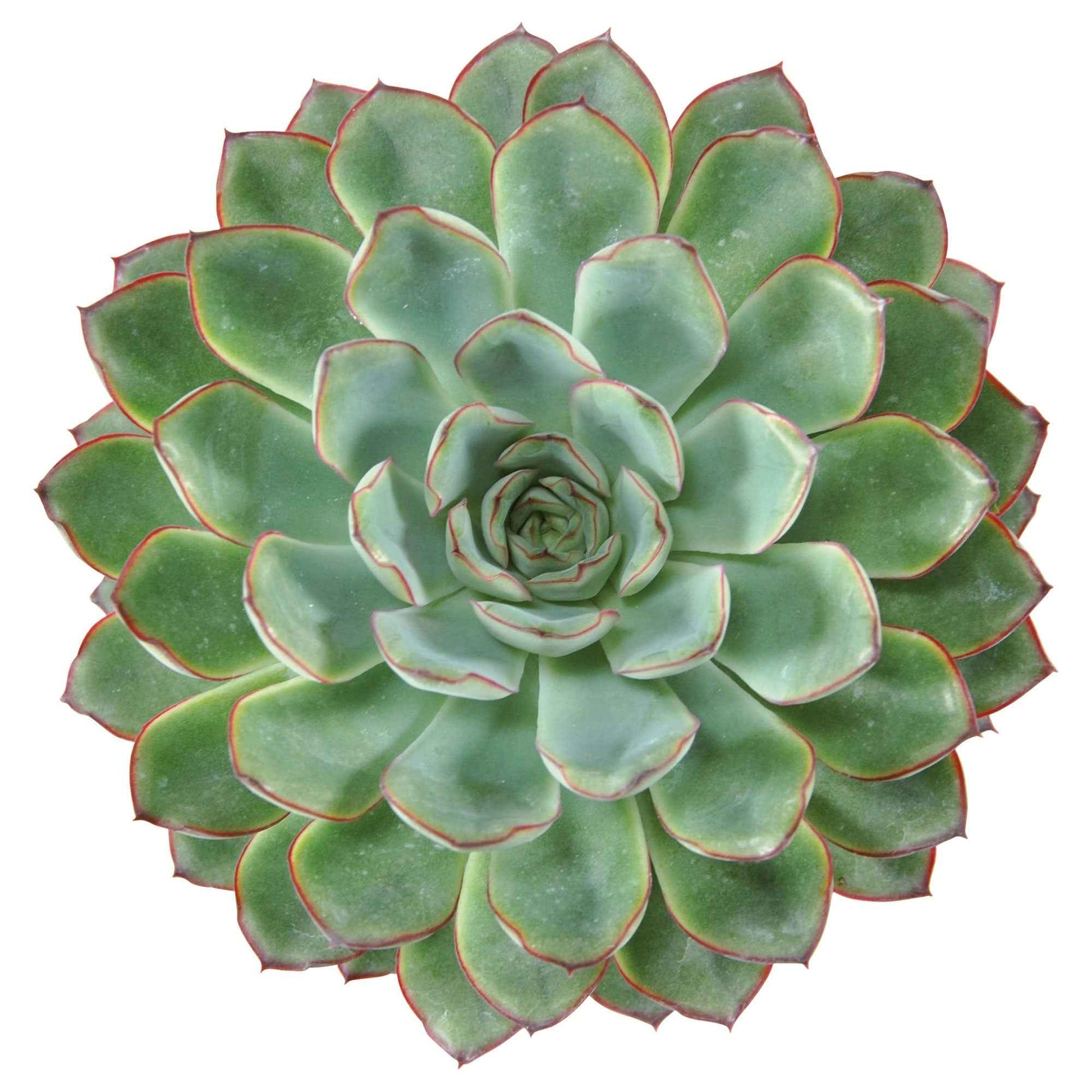 3x Sukkulente Echeveria pulidonis - Alle pflegeleichten Zimmerpflanzen