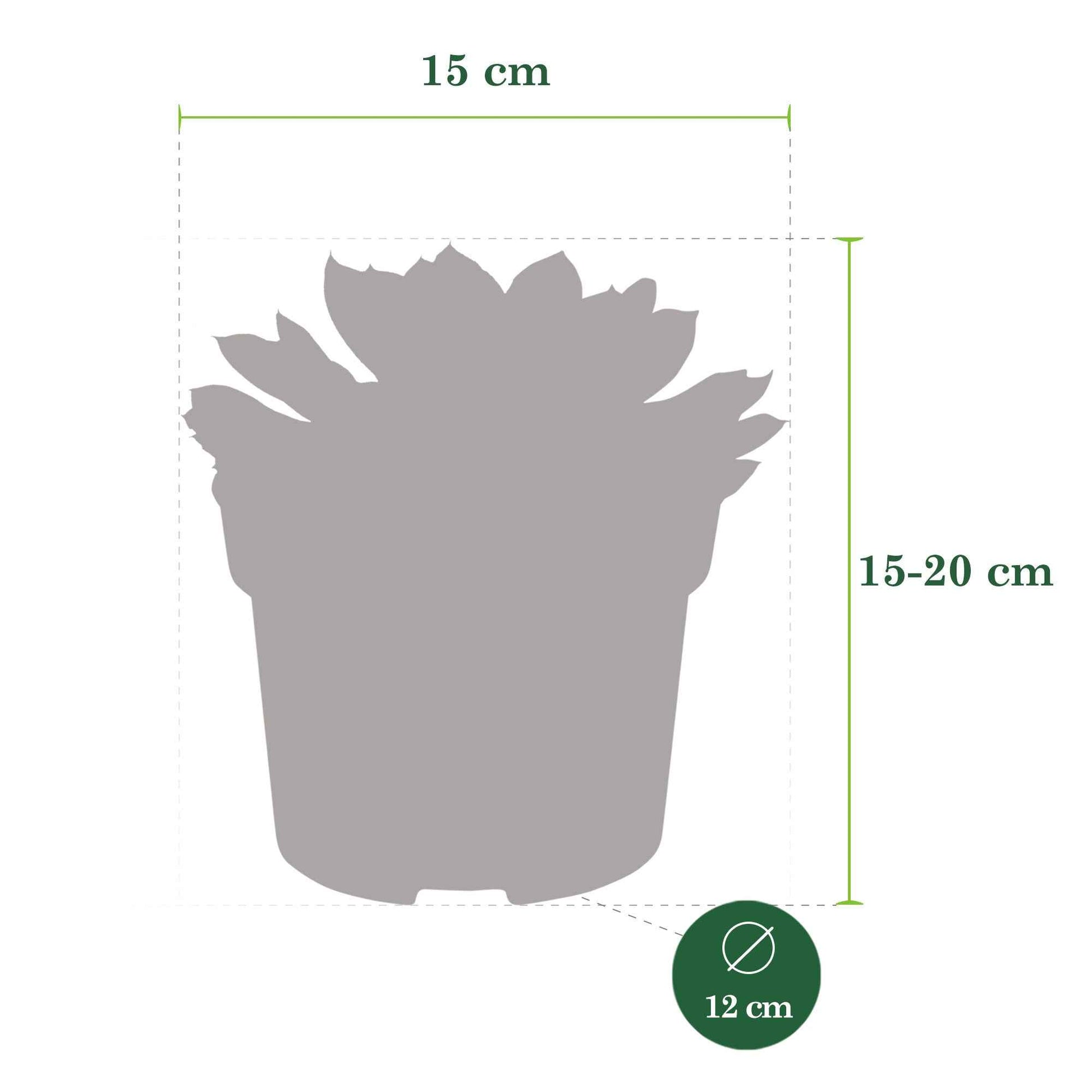3x Sukkulente Echeveria pulidonis - Grüne Zimmerpflanzen