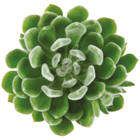 3x Sukkulente Echeveria setosa - Büropflanzen