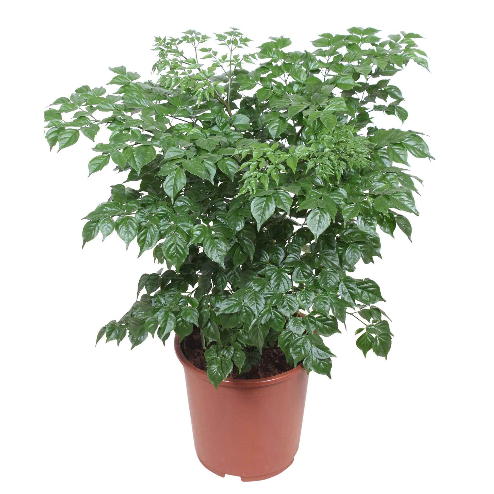 Radermachera sinica - Grüne Zimmerpflanzen
