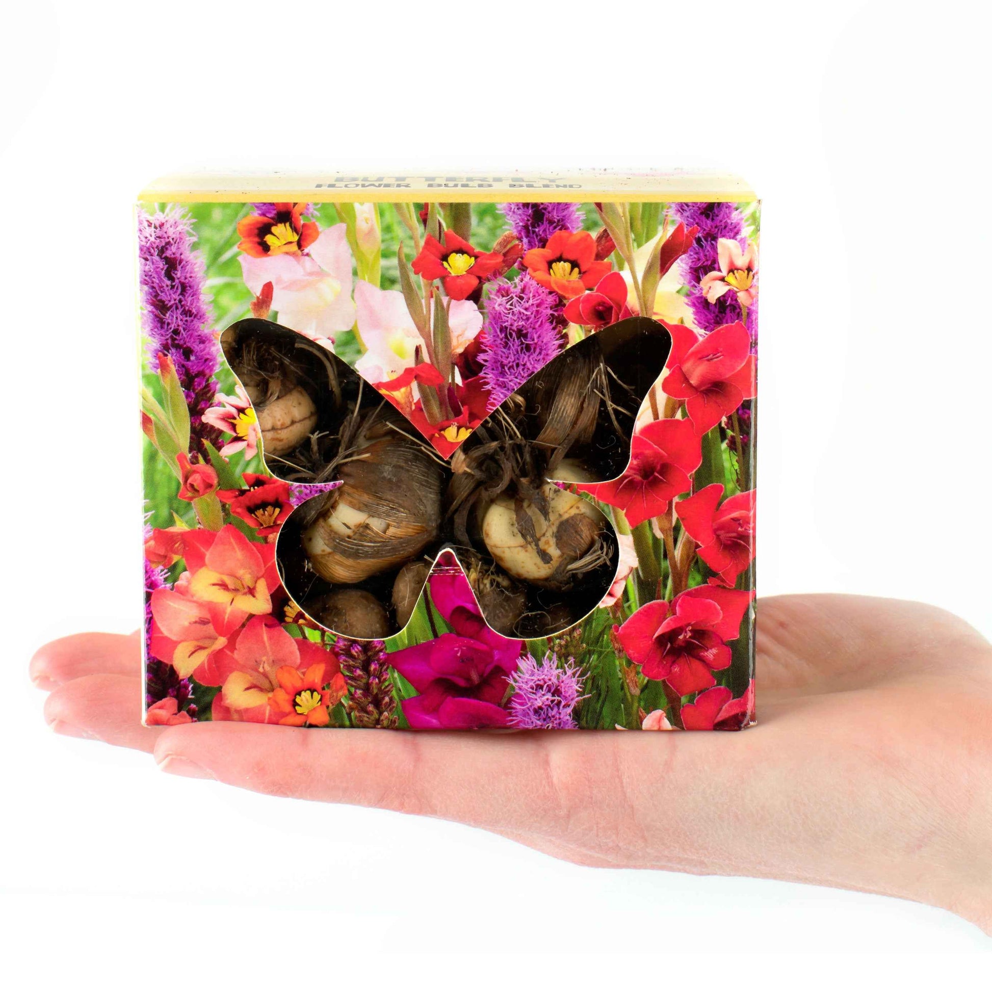 100x Knollen - Mischung 'Butterfly' - Blumenzwiebelmischung