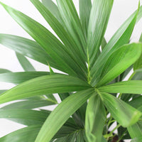 Kentia-Palme Howea forsteriana inkl. Ziertopf - Beliebte Zimmerpflanzen