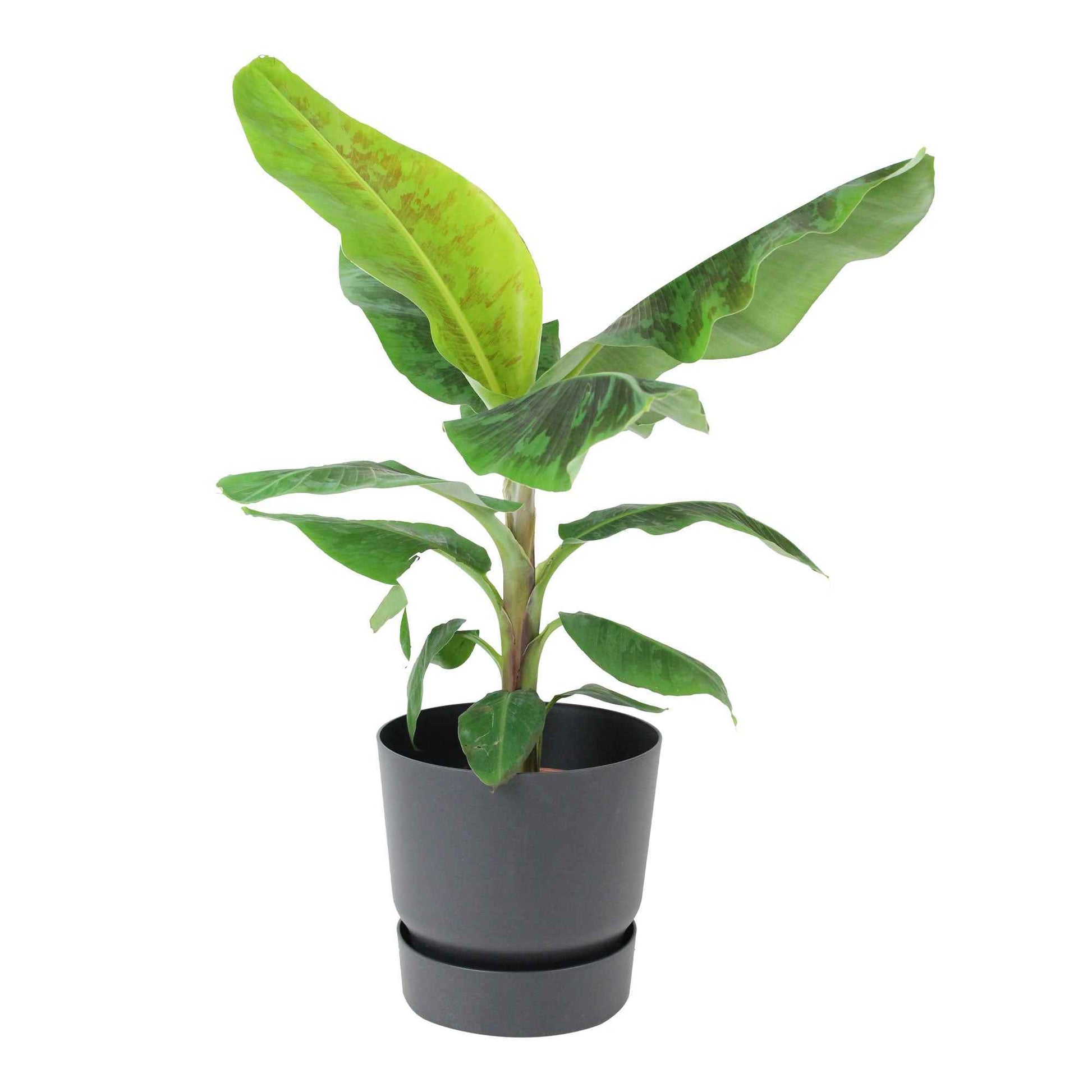 Bananenpflanze Musa 'Cavendish' inkl. Dekotopf schwarz - Pflanzen mit Topf