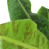 Bananenpflanze Musa 'Cavendish' inkl. Dekotopf schwarz - Grüne Zimmerpflanzen