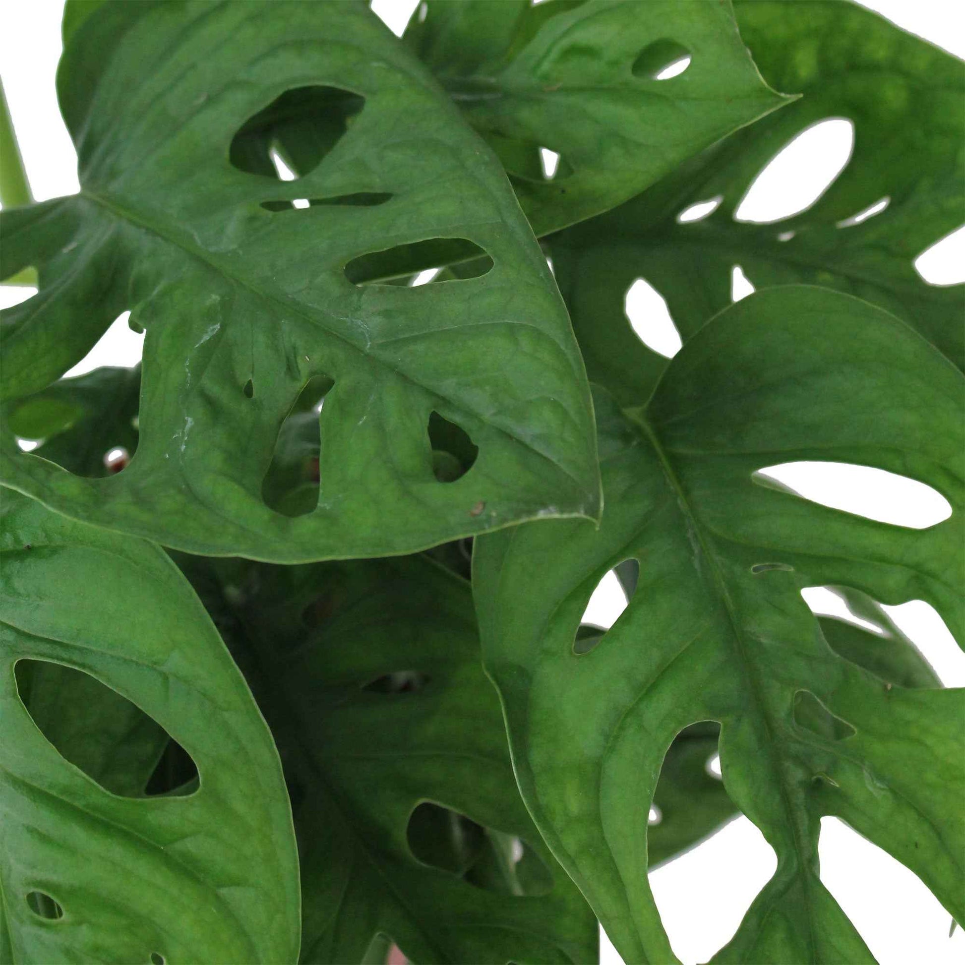 Fensterblatt Monstera 'Monkey Leaf' inkl. Dekotopf - Hängepflanze - Beliebte grüne Zimmerpflanzen