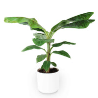 Bananenpflanze Musa 'Cavendish' inkl. Dekotopf - Grüne Zimmerpflanzen