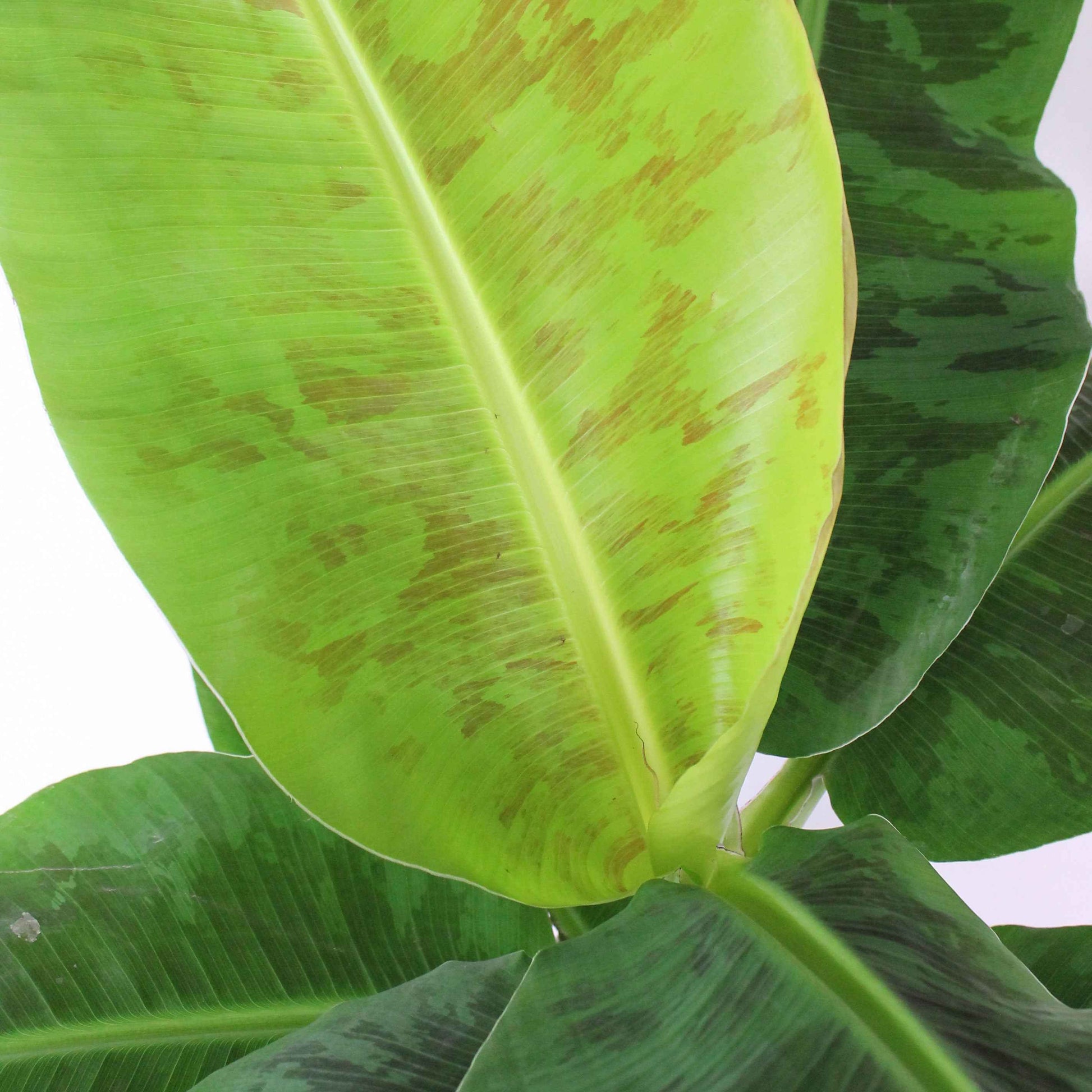 Bananenpflanze Musa 'Cavendish' inkl. Dekotopf - Große Zimmerpflanzen