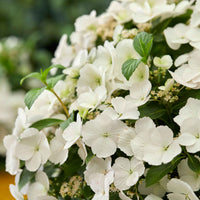 Bauernhortensie Hydrangea 'Runaway Bride' Weiß - Winterhart - Gartenpflanzen