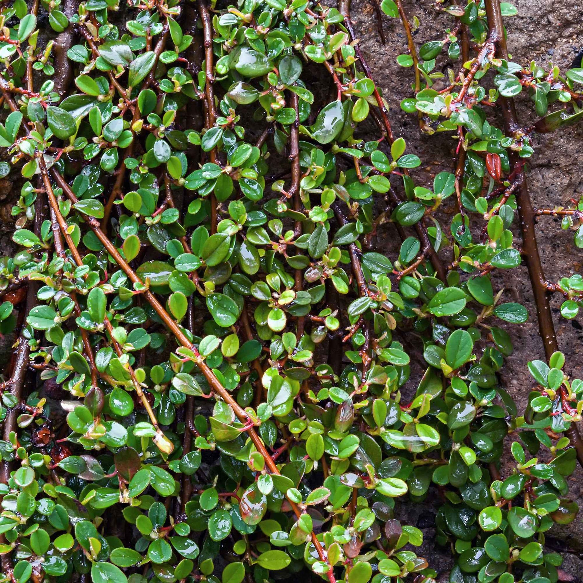 3x Zwergmispel Cotoneaster 'Major' rot - Winterhart - Gartenpflanzen