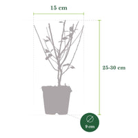 6x Cotoneaster simonsii - Winterhart - Ziersträucher