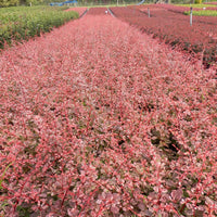 3x Japanischer Sauerdorn 'Natasza' rosa - Winterhart - Bienen- und schmetterlingsfreundliche Pflanzen