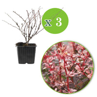3x Japanischer Sauerdorn 'Natasza' rosa - Winterhart - Gartenpflanzen