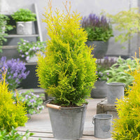 Lebensbaum Thuja 'Sunny Smaragd' - Winterhart - Immergrüne Gartenpflanzen