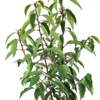 Lorbeerkirsche Prunus 'Angustifolia' grün - Gartenpflanzen