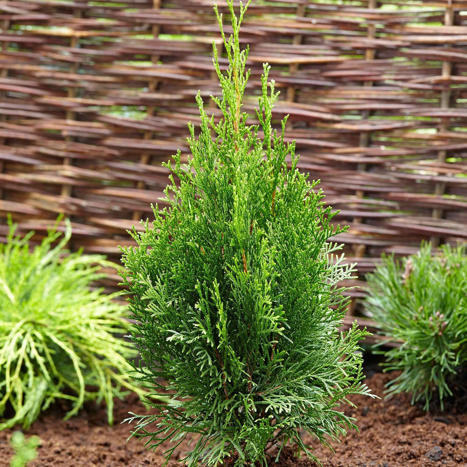3 Lebensbaum Thuja 'Smaragd' - Winterhart - Immergrüne Gartenpflanzen