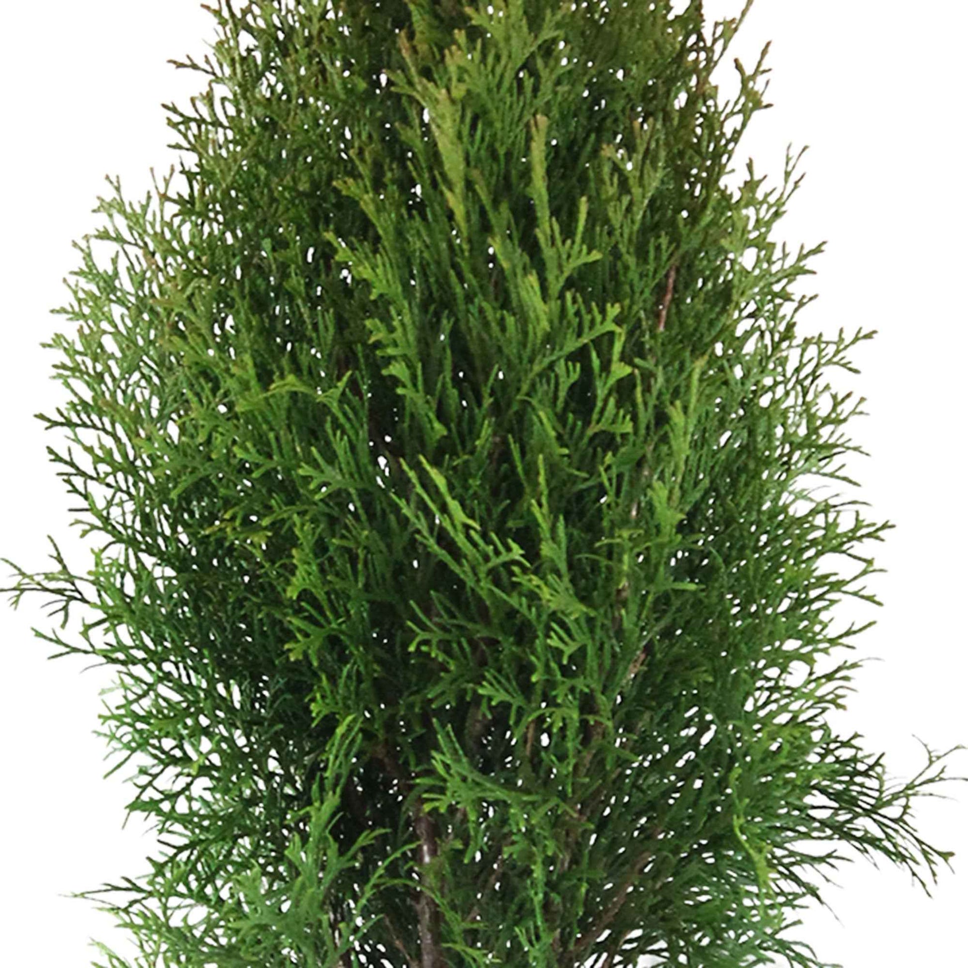3 Lebensbaum Thuja 'Smaragd' - Winterhart - Winterharte Pflanzen