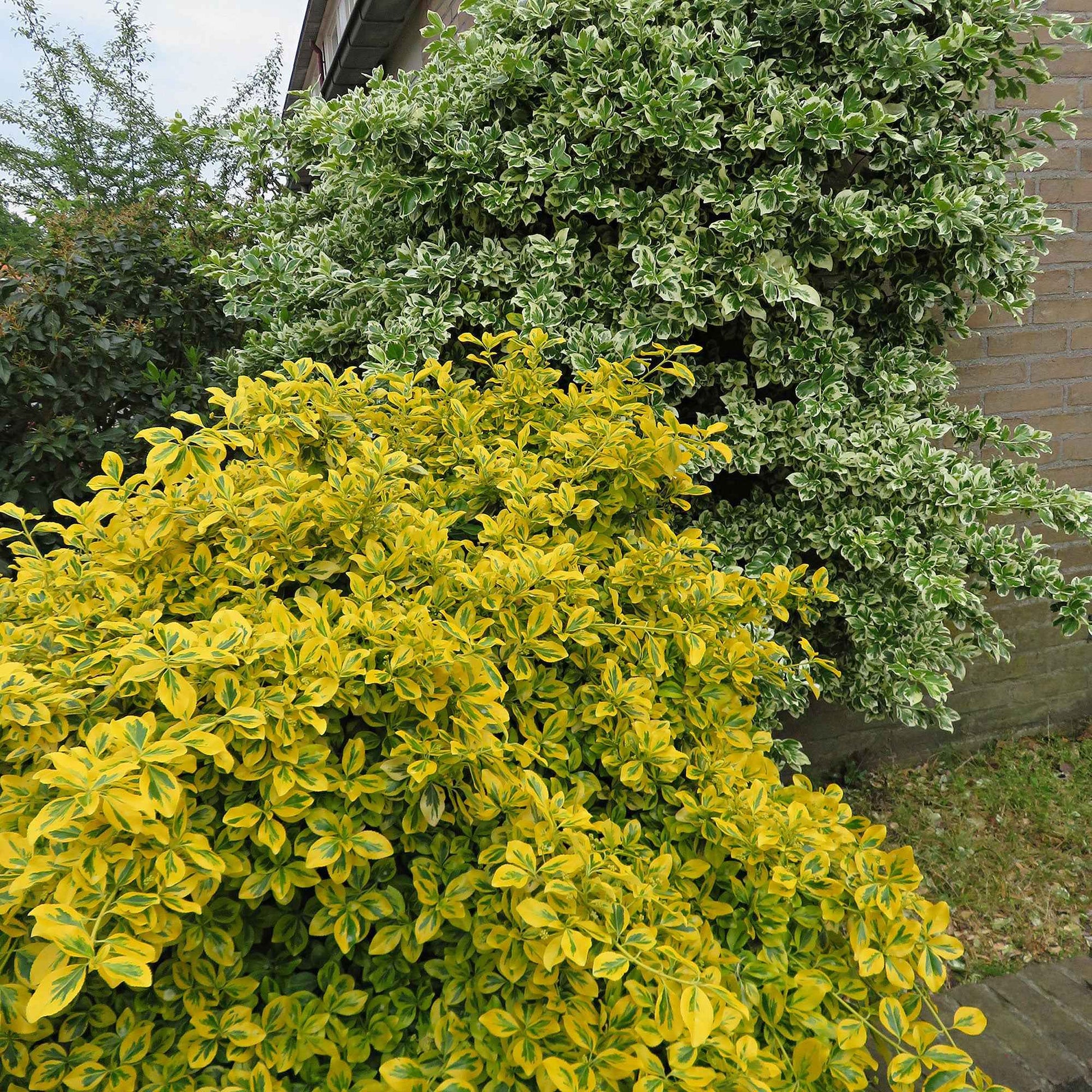 Sechserpack – Bodendecker – Kriechspindel 'Emerald Gold', gelb - Winterhart - Gartenpflanzen