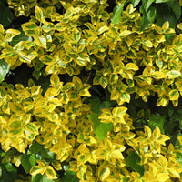 Sechserpack – Bodendecker – Kriechspindel 'Emerald Gold', gelb - Winterhart - Pflanzeneigenschaften