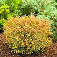 Lebensbaum Thuja 'Golden Tuffet' - Winterhart - Immergrüne Gartenpflanzen