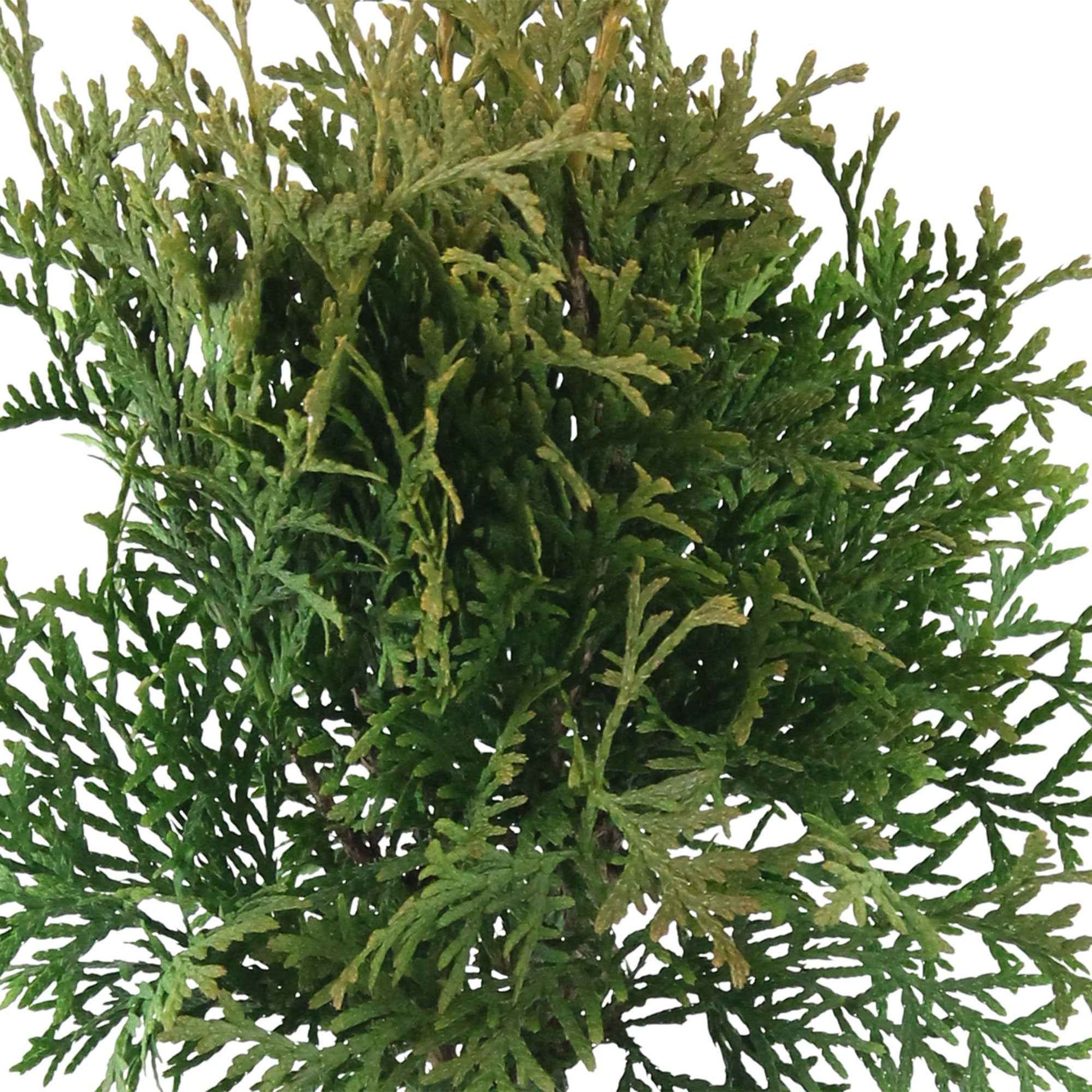 Lebensbaum Thuja 'Pyramidalis Compacta' - Winterhart - Gartenpflanzen